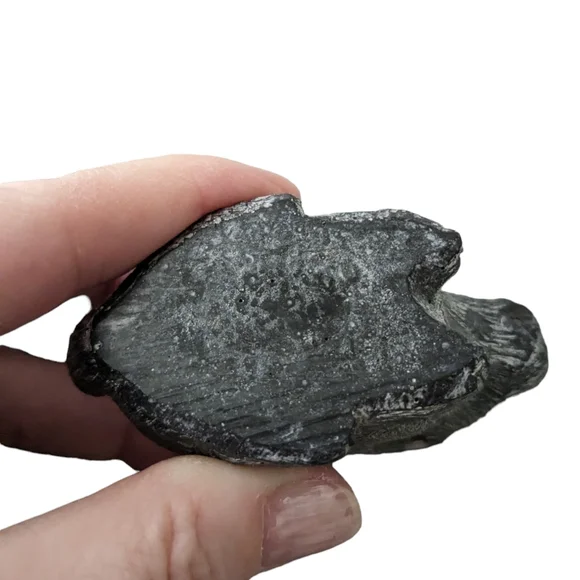 "Wolf" Vintage carving of a rabbit. EUC . Authentic red eye. Signed w… - Picture 2 of 5